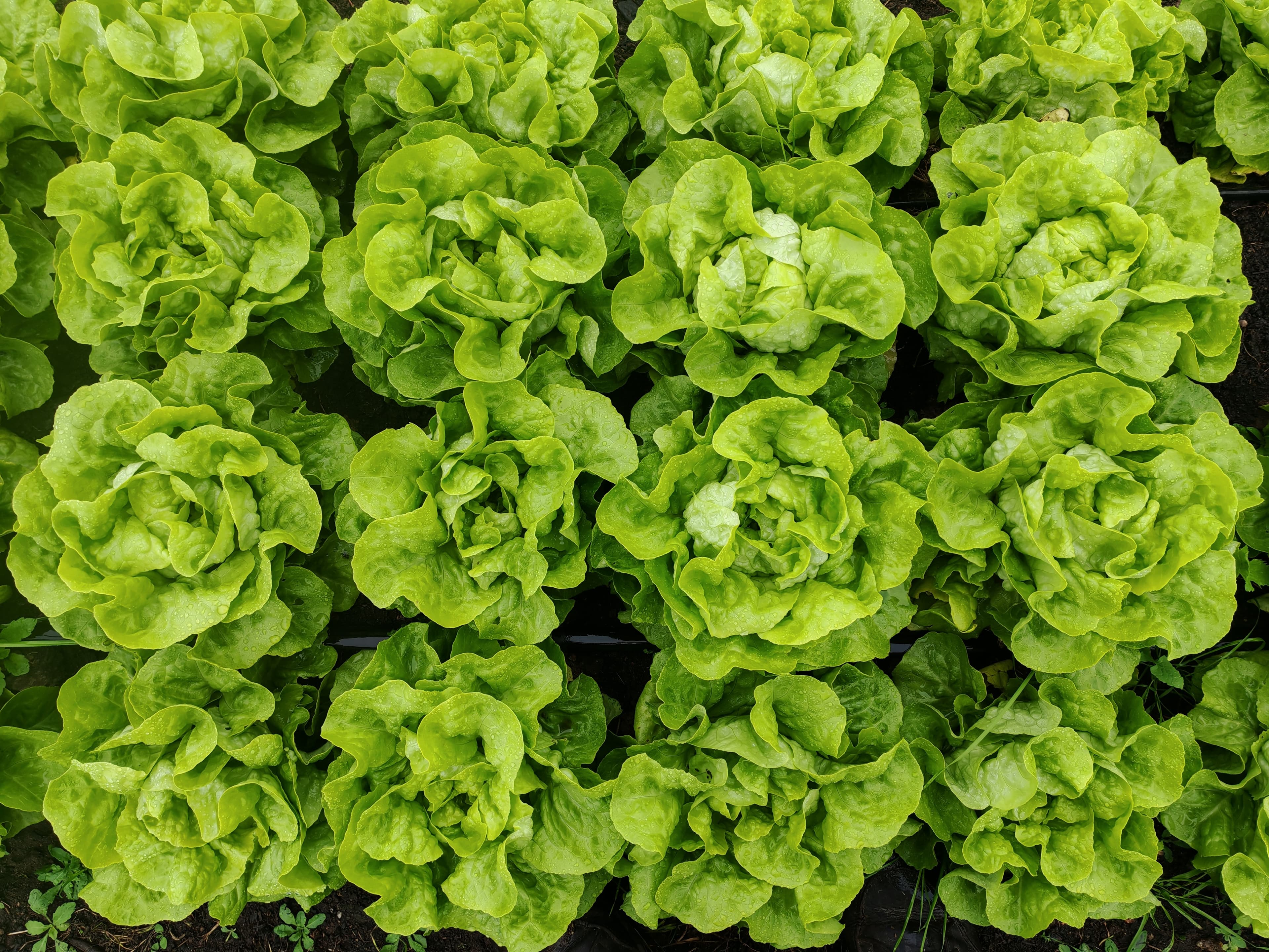 Lechuga mantecosa