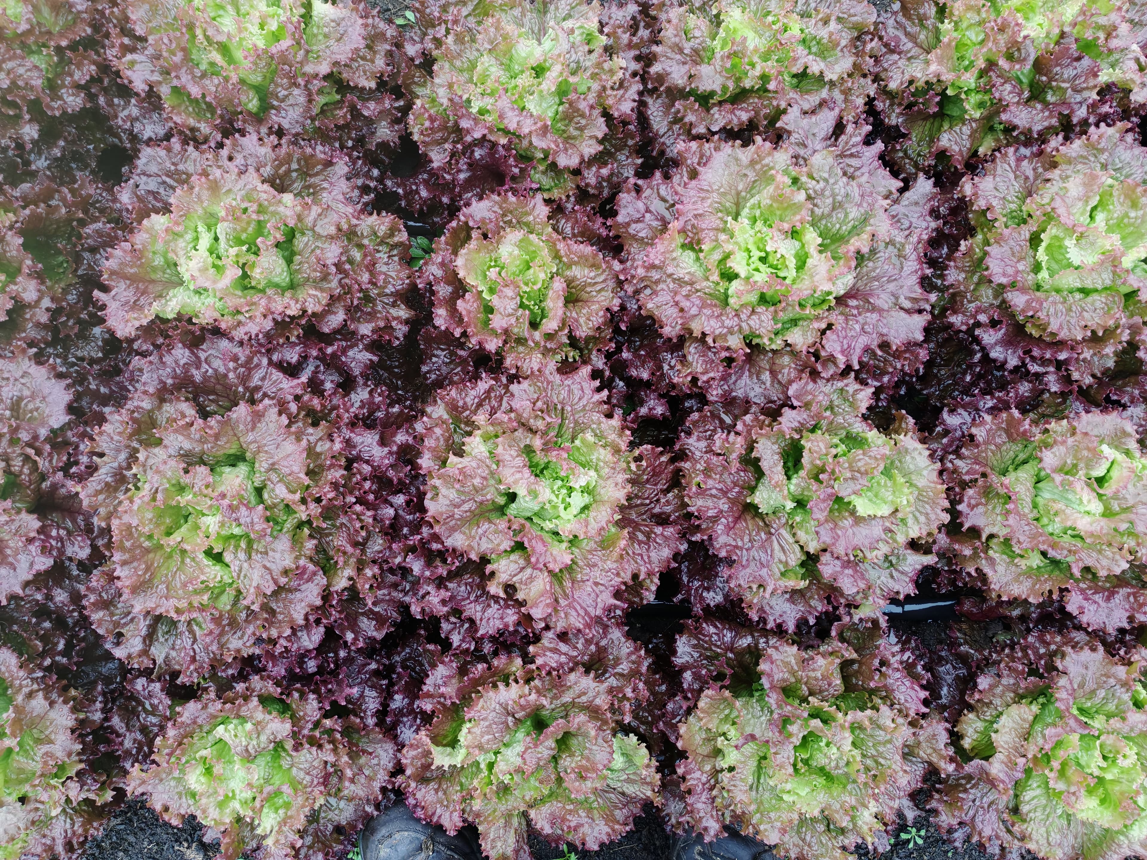 Lechuga morada