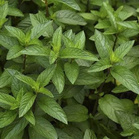 Menta